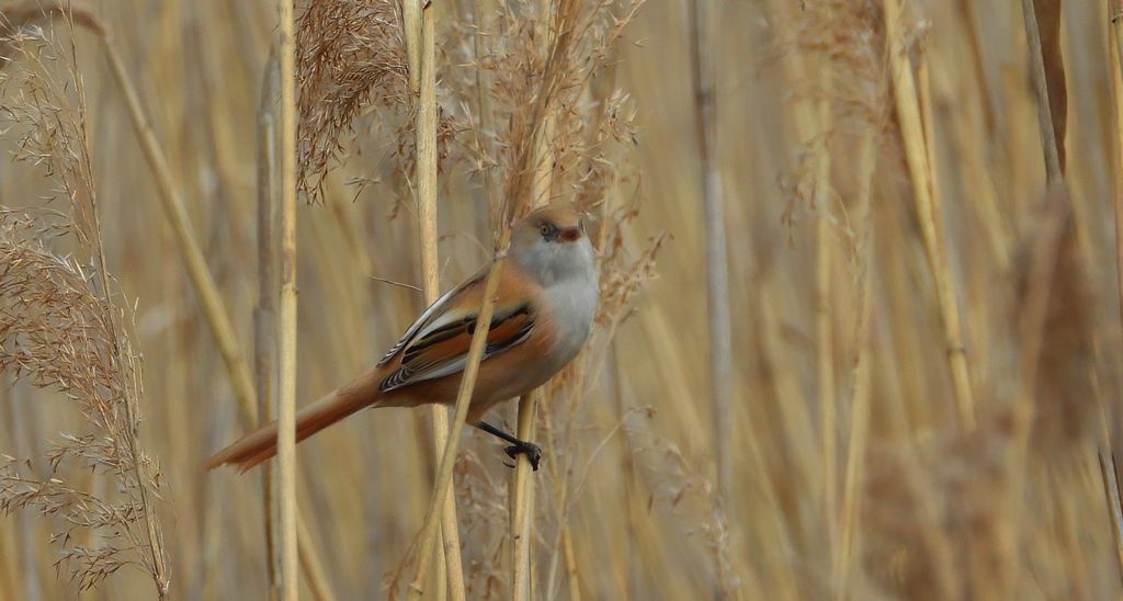 Wąsatka (Panurus biarmicus)