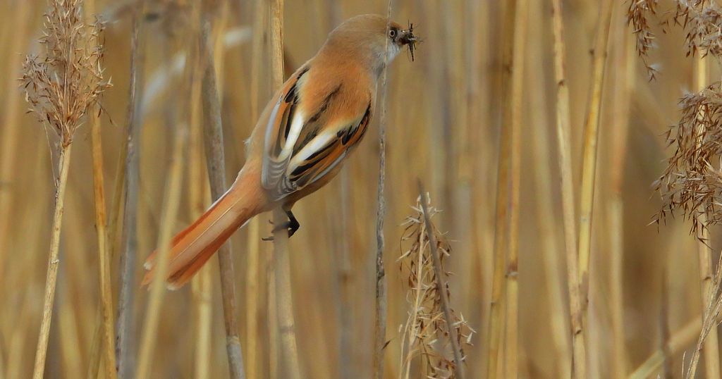 Wąsatka (Panurus biarmicus)
