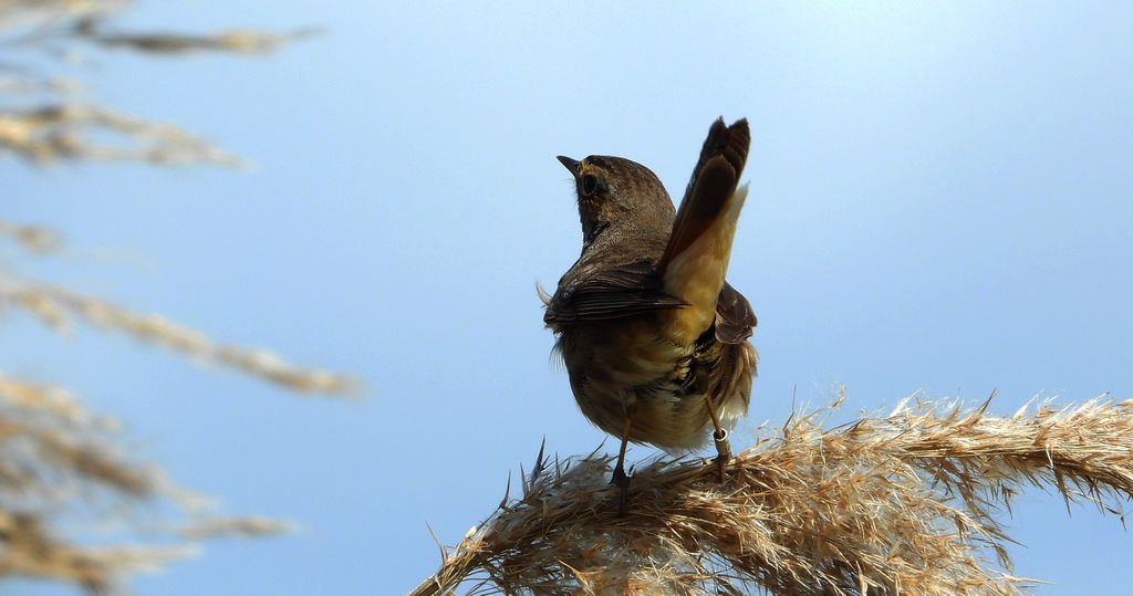 Podróżniczek (Luscinia svecica)