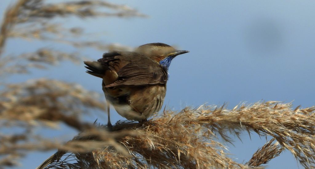Podróżniczek (Luscinia svecica)