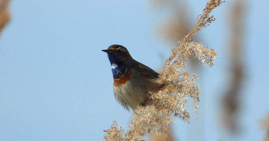Podróżniczek (Luscinia svecica)