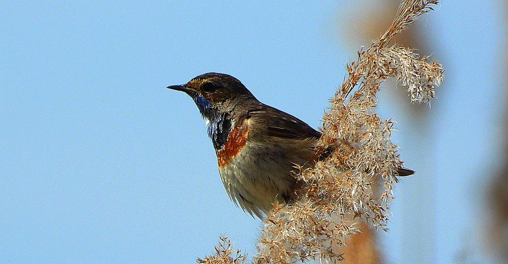Podróżniczek (Luscinia svecica)