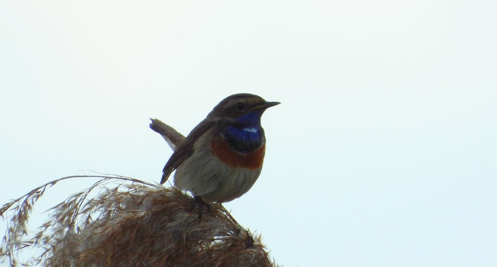Podróżniczek (Luscinia svecica)