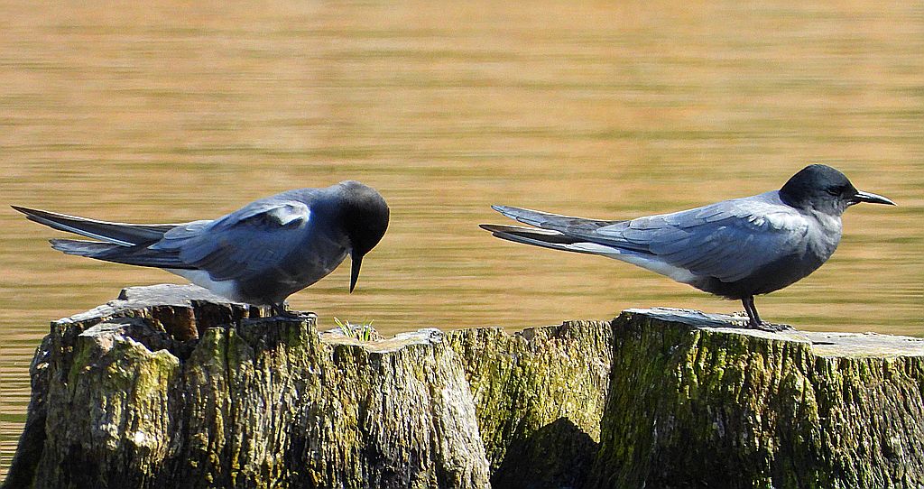 Rybitwa czarna, rybitwa żałobna (Chlidonias niger)