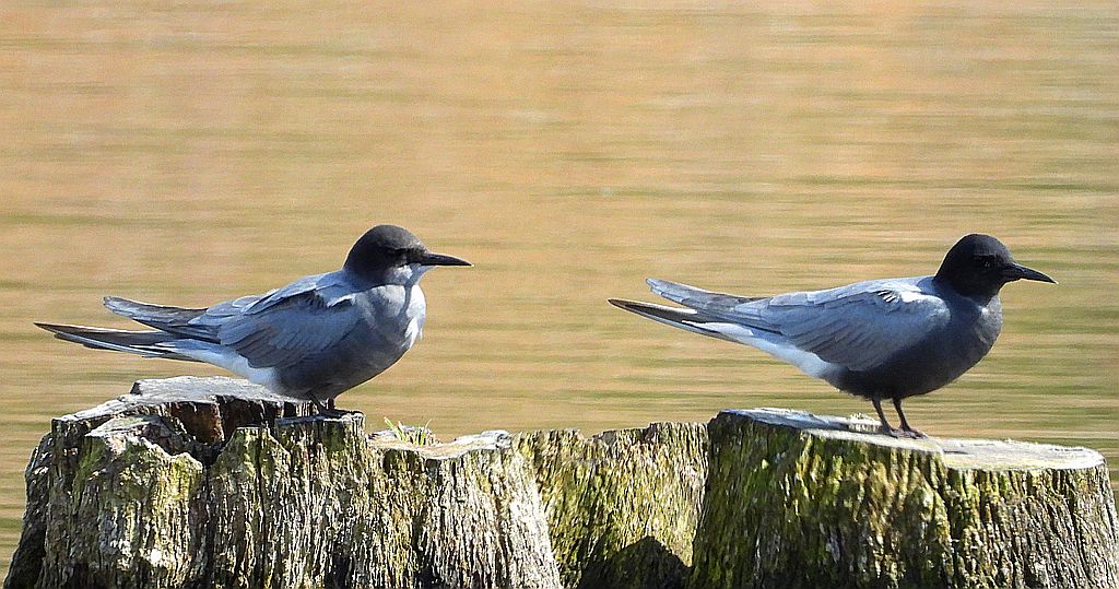 Rybitwa czarna, rybitwa żałobna (Chlidonias niger)