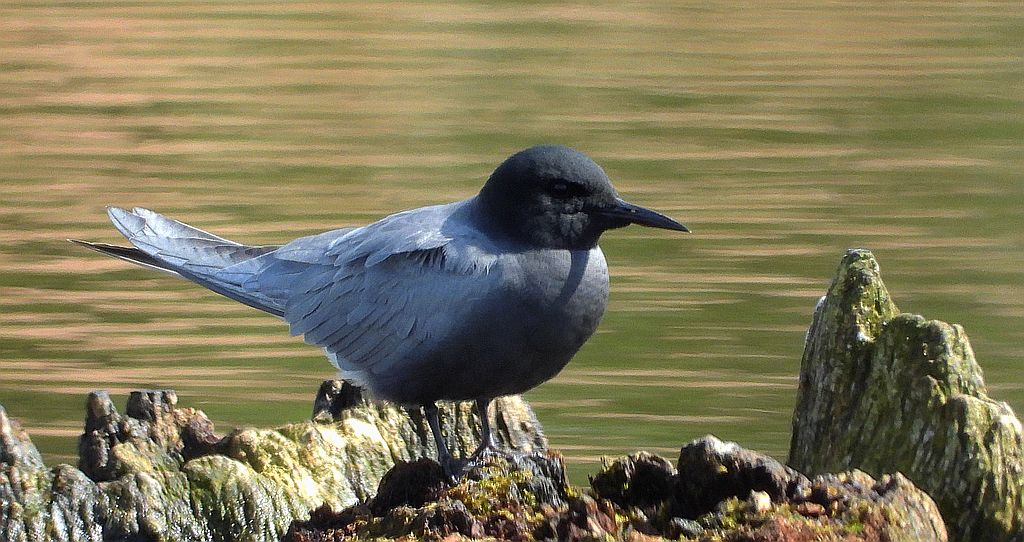 Rybitwa czarna, rybitwa żałobna (Chlidonias niger)