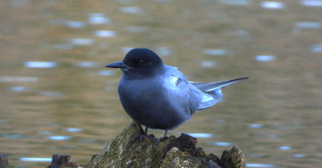 Rybitwa czarna, rybitwa żałobna (Chlidonias niger)