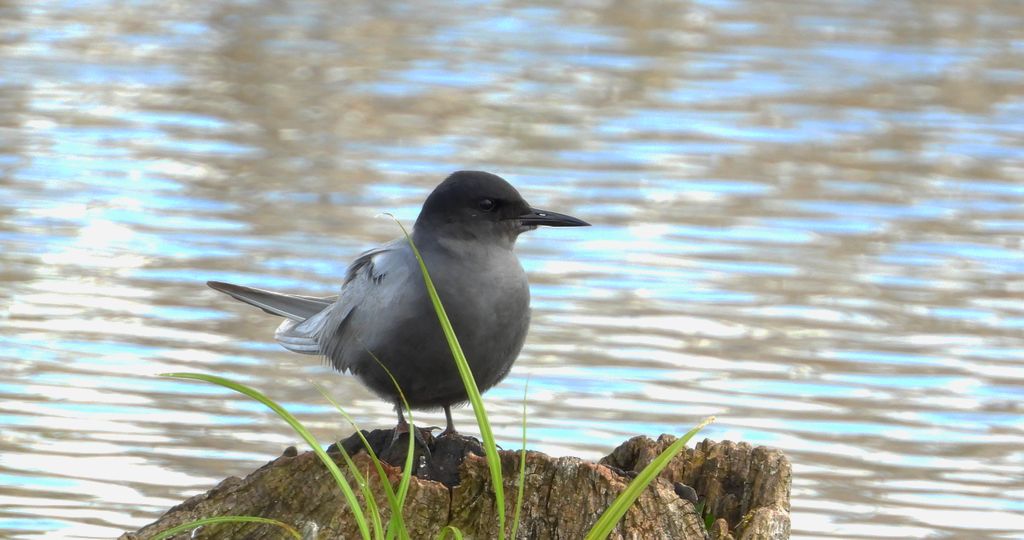 Rybitwa czarna, rybitwa żałobna (Chlidonias niger)