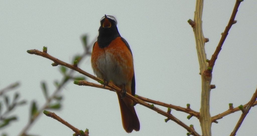 Pleszka zwyczajna, pleszka (Phoenicurus phoenicurus)