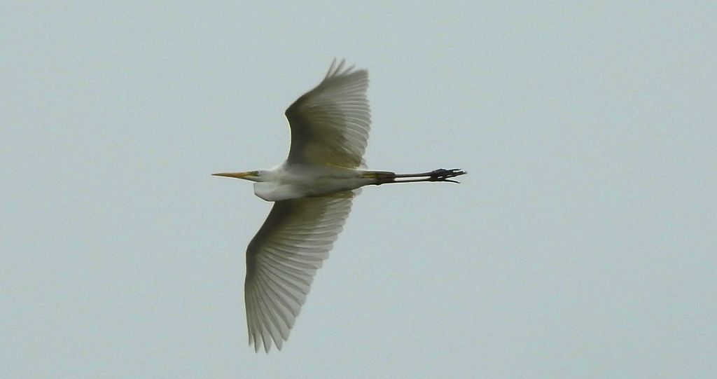 Czapla biała (Ardea alba)
