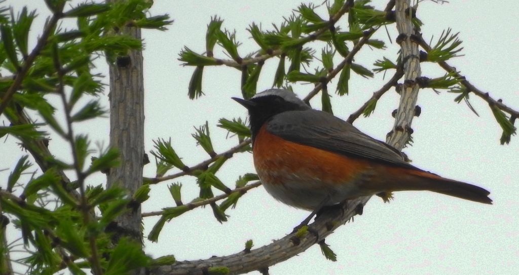 Pleszka zwyczajna, pleszka (Phoenicurus phoenicurus)
