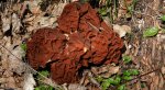 Piestrzenica olbrzymia (Gyromitra gigas)