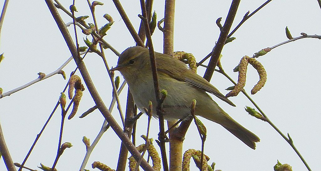 Pierwiosnek, pierwiosnek zwyczajny (Phylloscopus collybita)