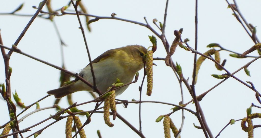 Pierwiosnek, pierwiosnek zwyczajny (Phylloscopus collybita)