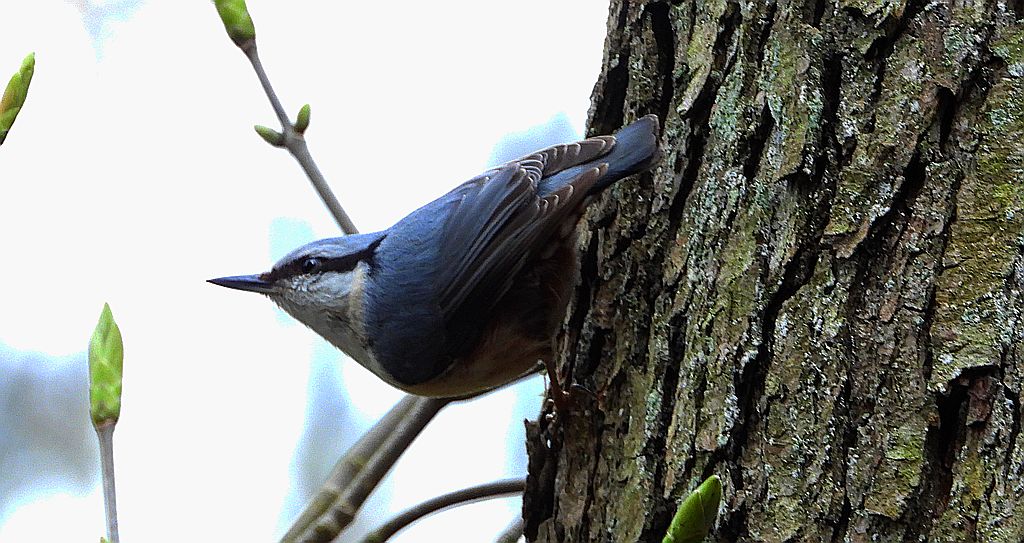 Kowalik zwyczajny, kowalik, bargiel (Sitta europaea)