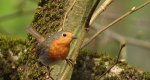 Rudzik, rudzik zwyczajny, raszka (Erithacus rubecula)