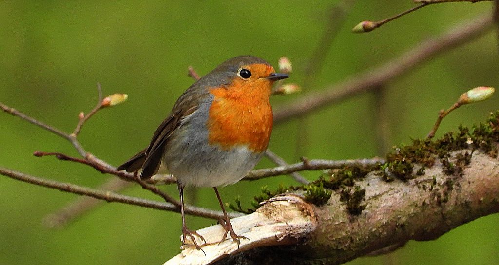 Rudzik, rudzik zwyczajny, raszka (Erithacus rubecula)