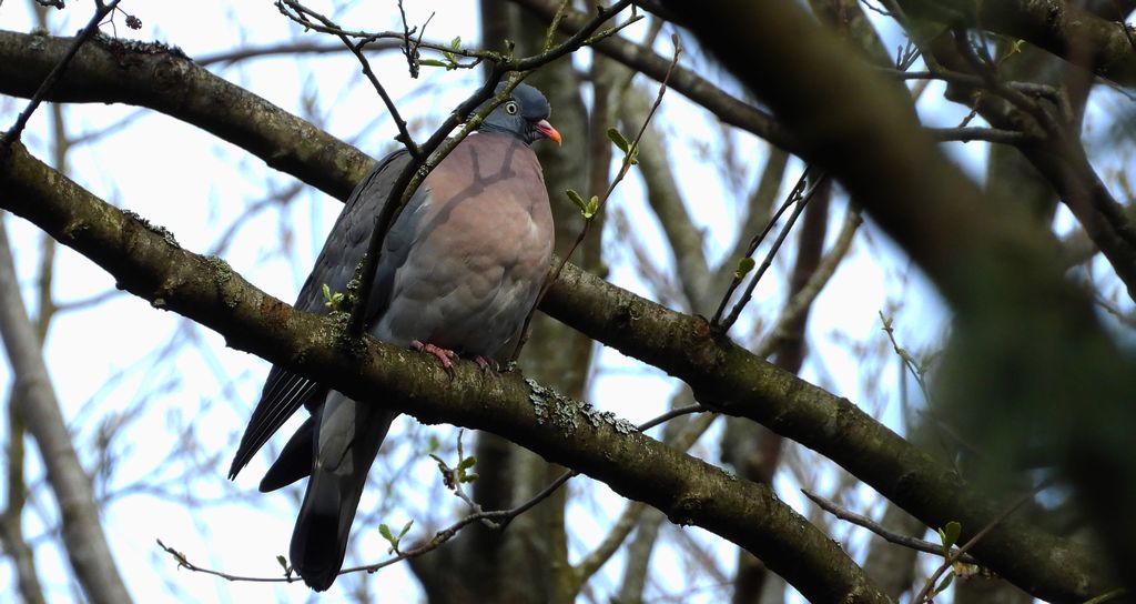Grzywacz, gołąb grzywacz (Columba palumbus)