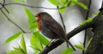 Rudzik, rudzik zwyczajny, raszka (Erithacus rubecula)