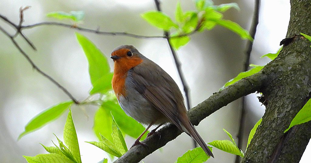 Rudzik, rudzik zwyczajny, raszka (Erithacus rubecula)