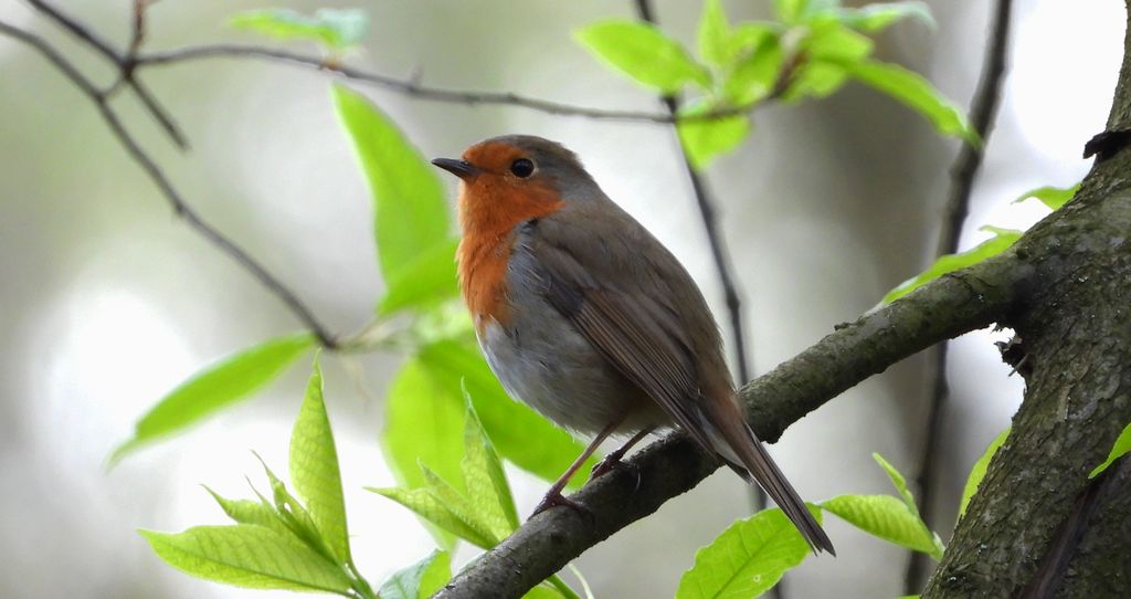 Rudzik, rudzik zwyczajny, raszka (Erithacus rubecula)
