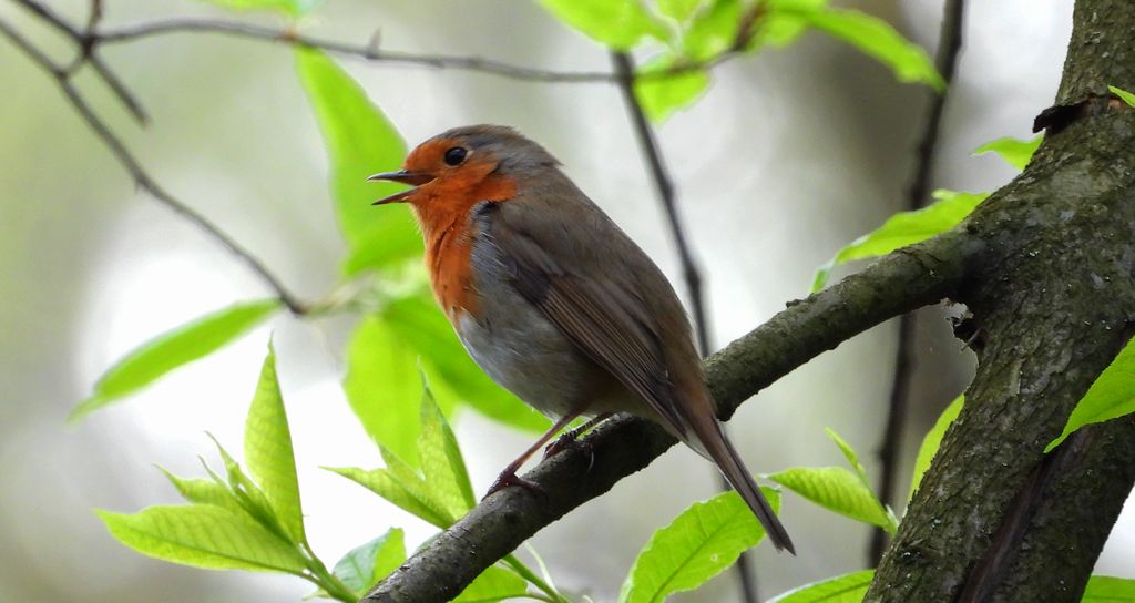 Rudzik, rudzik zwyczajny, raszka (Erithacus rubecula)