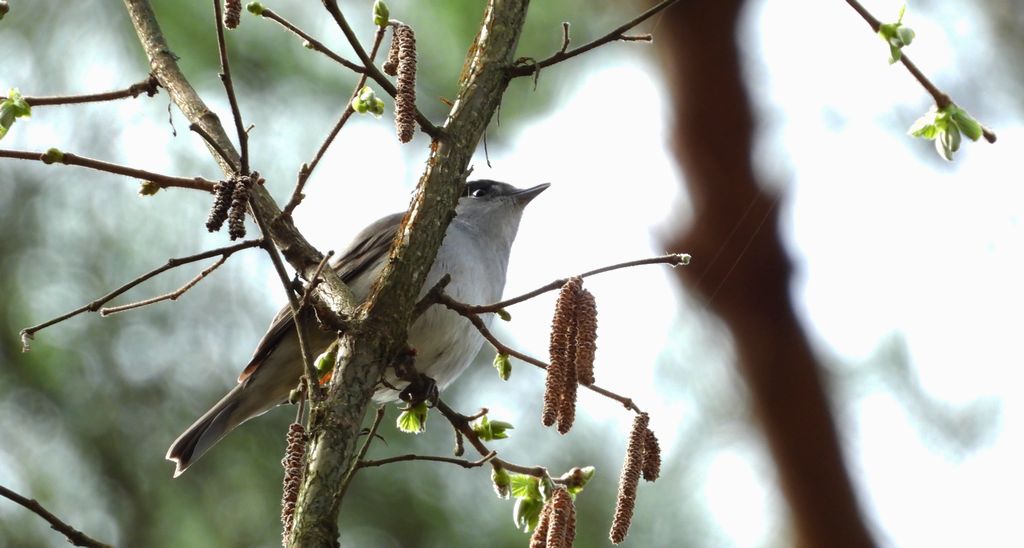 Kapturka, pokrzewka czarnołbista, pokrzewka czarnogłowa (Sylvia atricapilla)