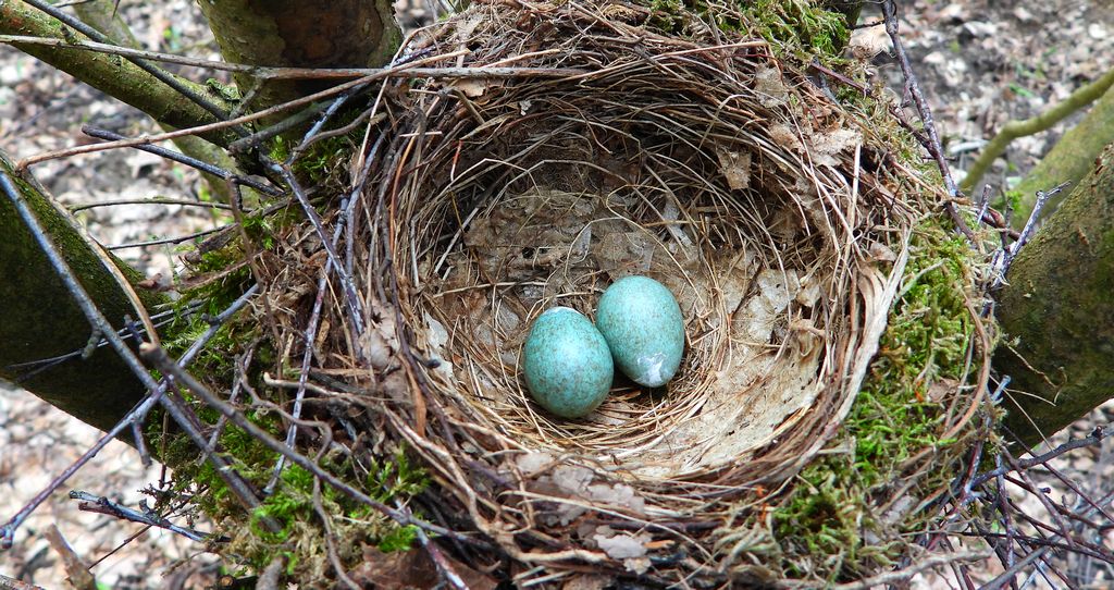 Kos, kos zwyczajny (Turdus merula)