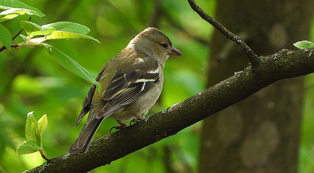 Zięba zwyczajna, zięba (Fringilla coelebs)