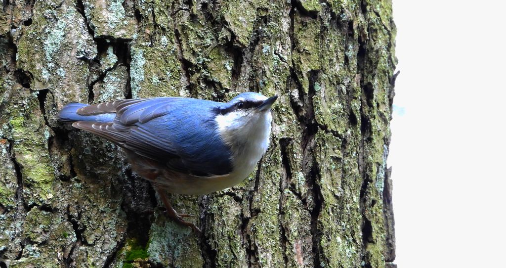 Kowalik zwyczajny, kowalik, bargiel (Sitta europaea)