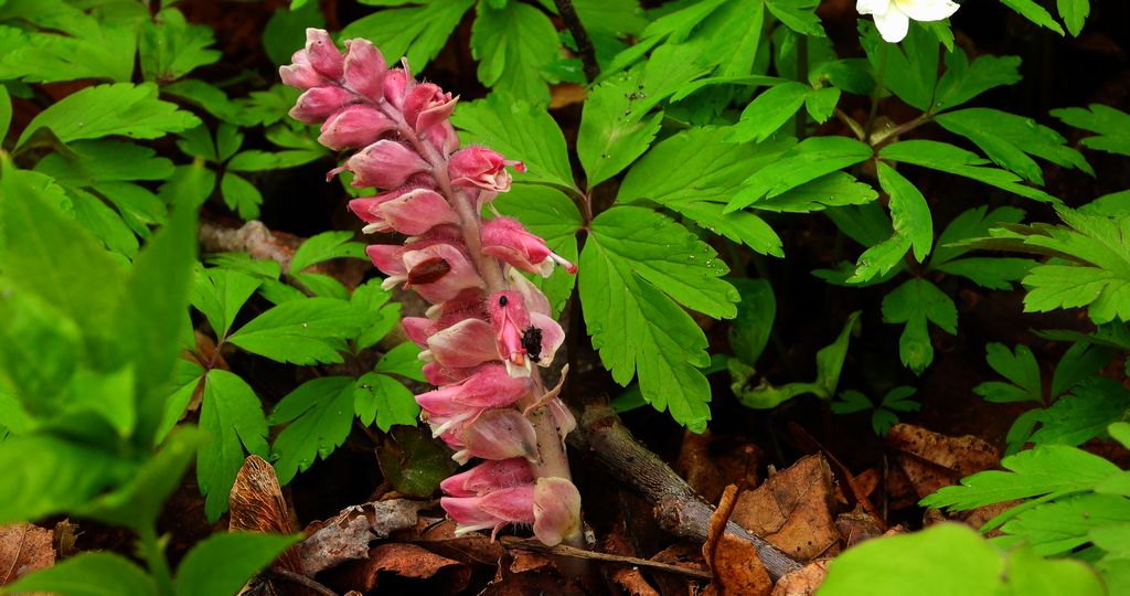 Łuskiewnik różowy (Lathraea squamaria)