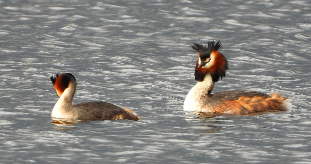 Perkoz dwuczuby (Podiceps cristatus)
