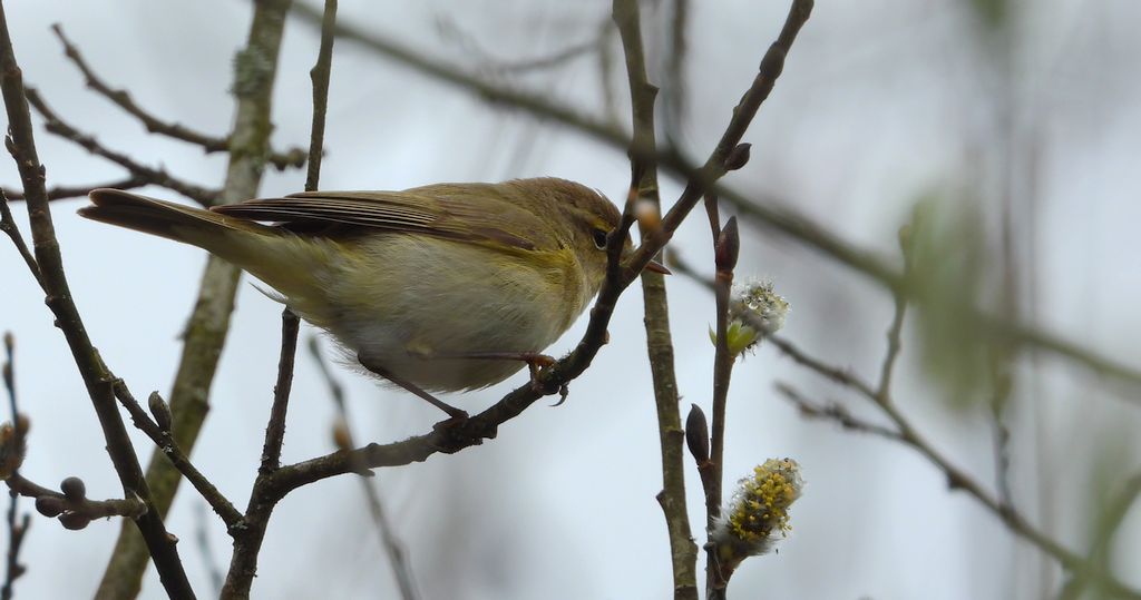 Piecuszek (Phylloscopus trochilus)