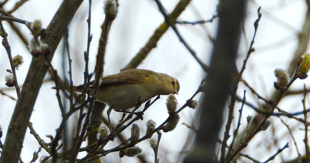 Piecuszek (Phylloscopus trochilus)