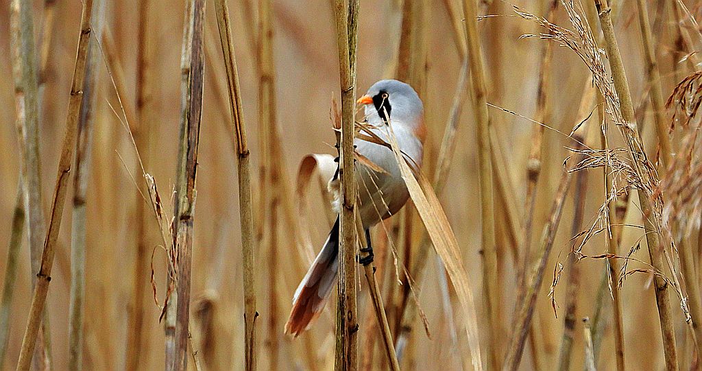 Wąsatka (Panurus biarmicus)