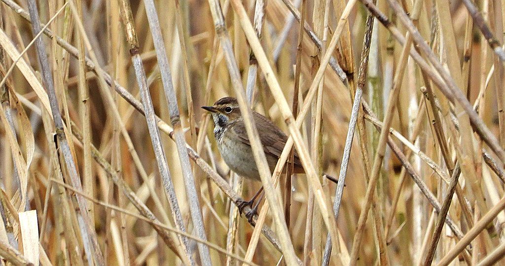 Podróżniczek (Luscinia svecica)