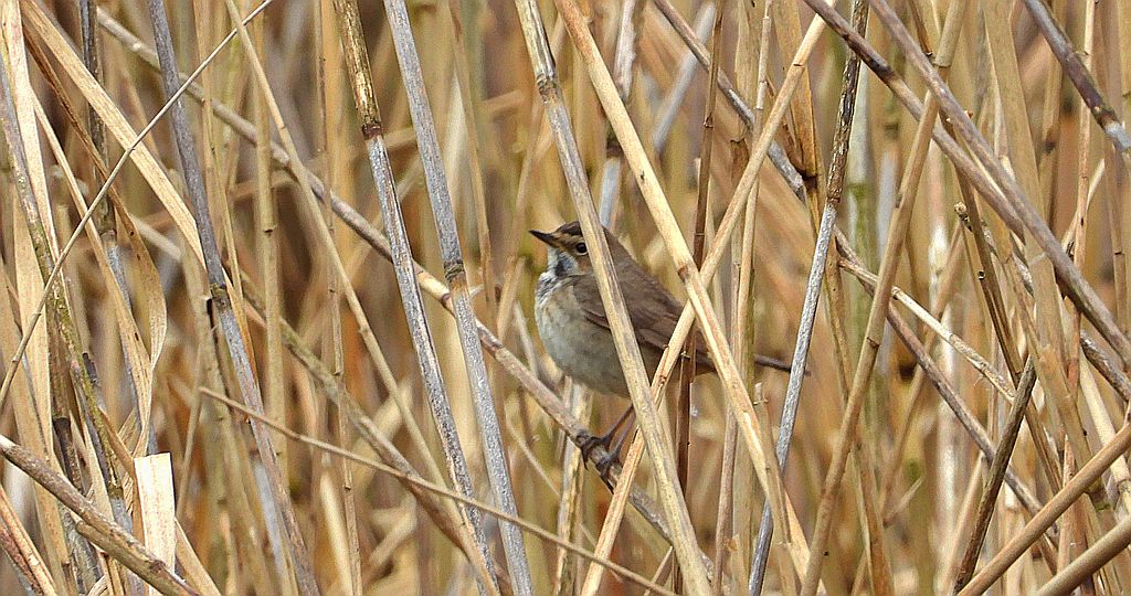 Podróżniczek (Luscinia svecica)