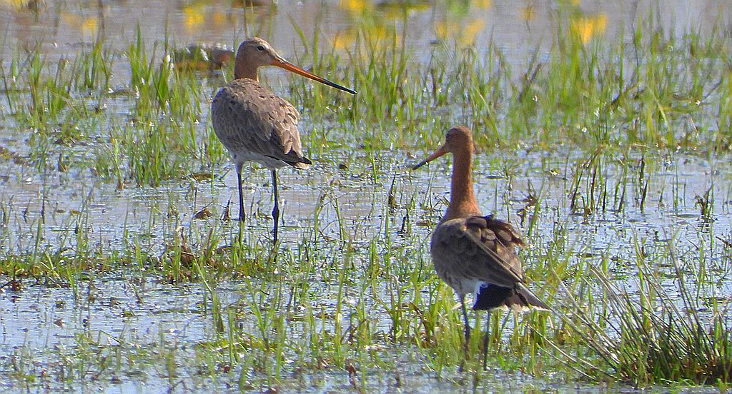 Rycyk, rycyk zwyczajny (Limosa limosa)