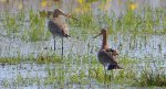 Rycyk, rycyk zwyczajny (Limosa limosa)