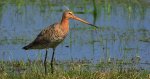 Rycyk, rycyk zwyczajny (Limosa limosa)