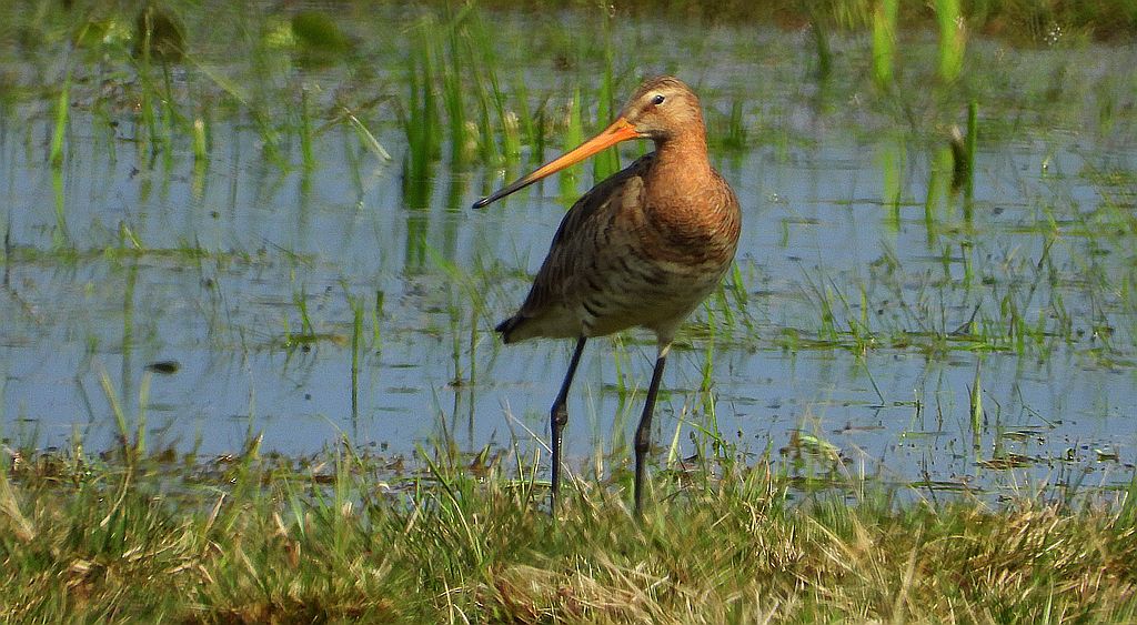 Rycyk, rycyk zwyczajny (Limosa limosa)