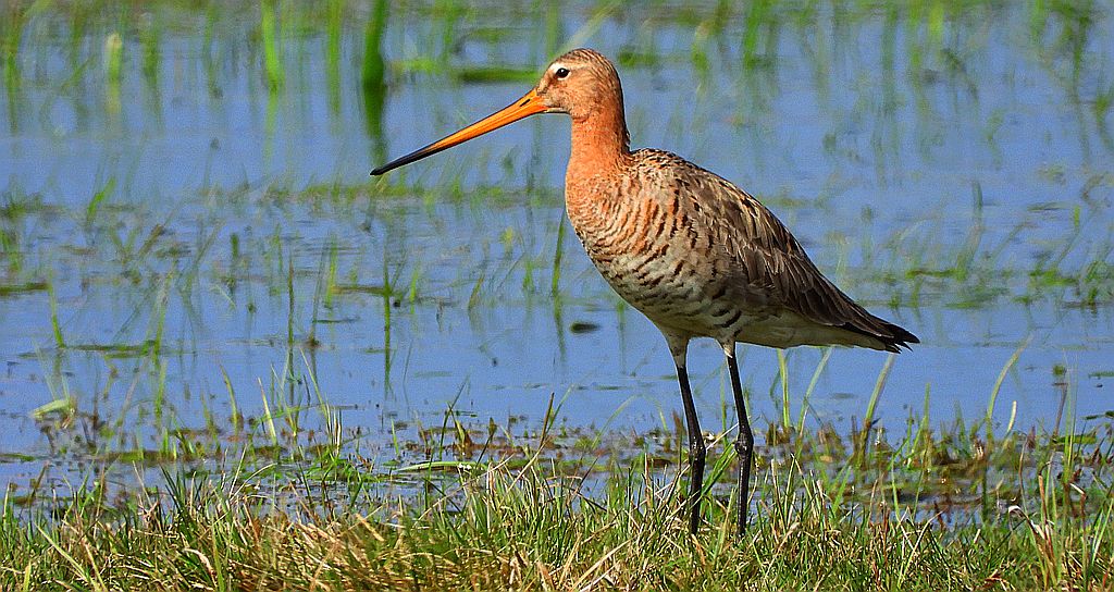 Rycyk, rycyk zwyczajny, szlamik rycyk  (Limosa limosa)