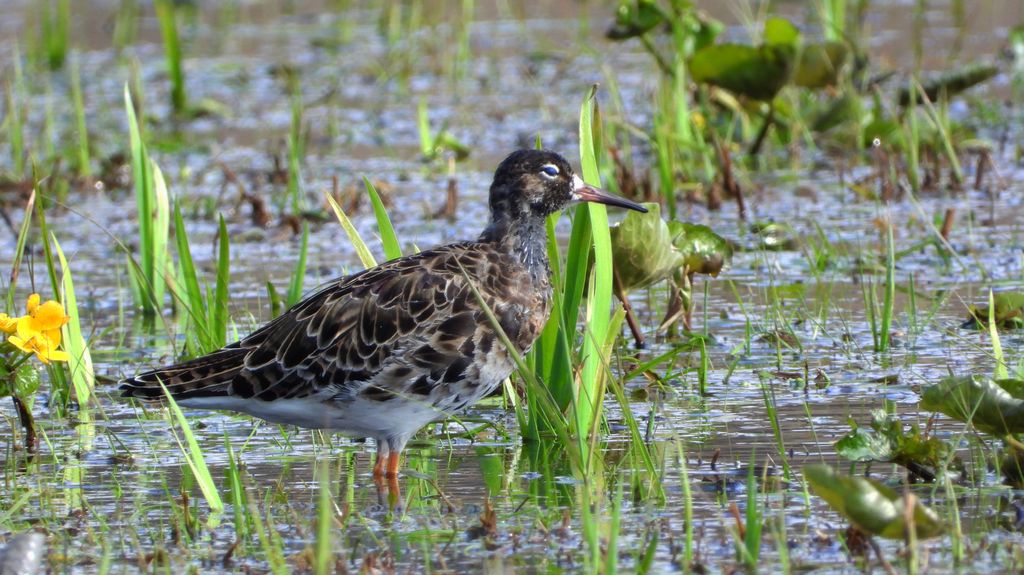 Batalion, bojownik batalion, bojownik zmienny, biegus bojownik, bojownik odmienny (Calidris pugnax)