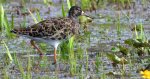Batalion, bojownik batalion, bojownik zmienny, biegus bojownik, bojownik odmienny (Calidris pugnax)