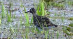 Batalion, bojownik batalion, bojownik zmienny, biegus bojownik, bojownik odmienny (Calidris pugnax)