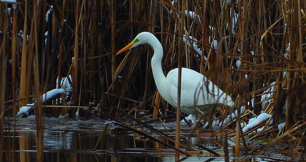 Czapla biała (Ardea alba)