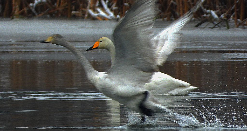 Łabędź krzykliwy (Cygnus cygnus)