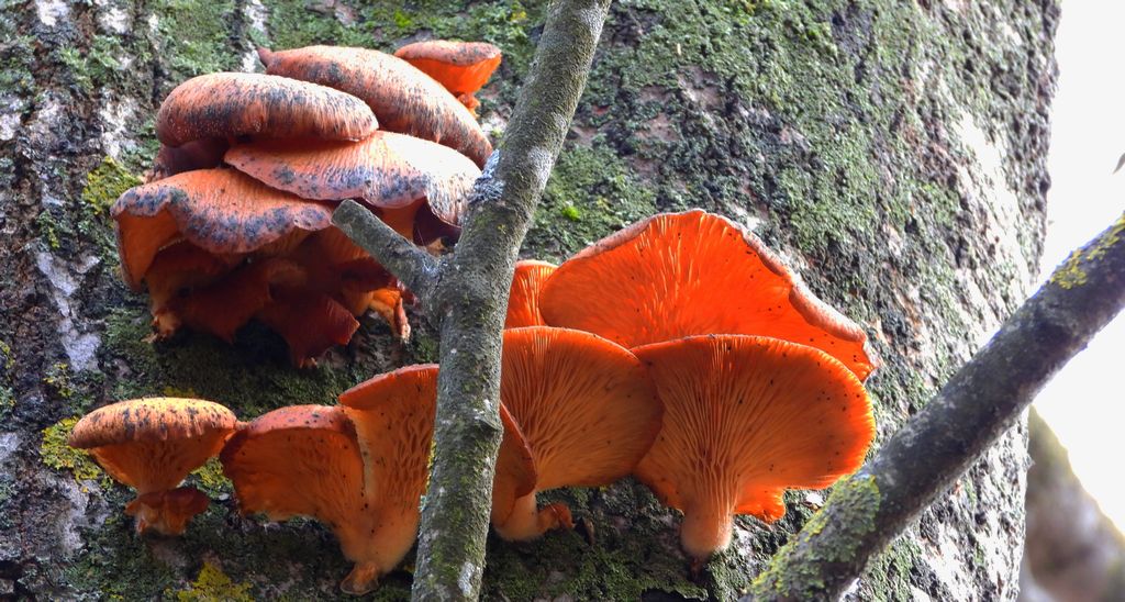 Płomiennica zimowa (Flammulina velutipes)