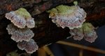 Rozszczepka pospolita    (Schizophyllum commune)