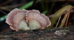 Rozszczepka pospolita    (Schizophyllum commune)